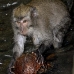 monkey_macaque_balinese_mf_ubud_v_0684_bal0694.jpg